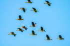 USA-Louisiana-Evangeline Parish Fulvous whistling ducks flock in flight Art Print